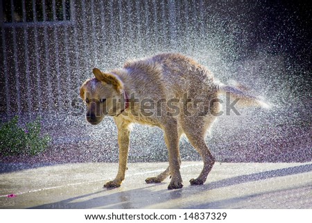 Dog shaking off water, droplets of water clearly visible with sunlight highlighting droplets