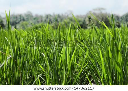 Paddy farm sprouts leaves