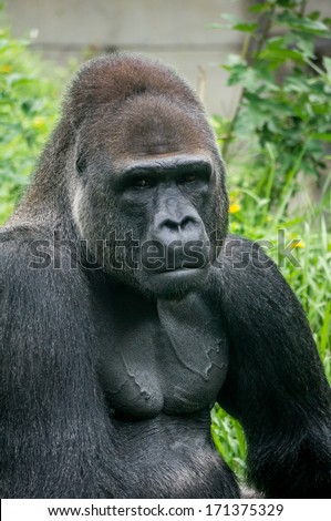 Gorilla portrait and body muscle