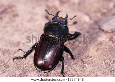Female of giant stag beetle