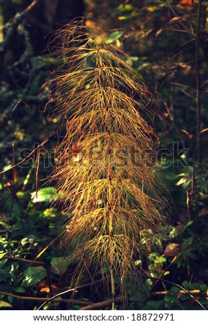 horse-tail plant in autumn forest