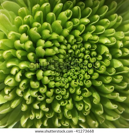 green chrysanthemum flower  macro background