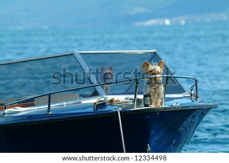 Dogs on a power boat, Lac Lemon, Switzerland