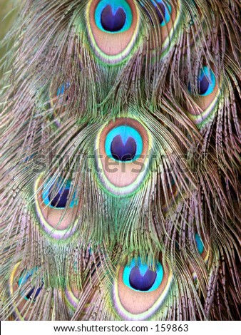 Peacock feathers, still on the bird