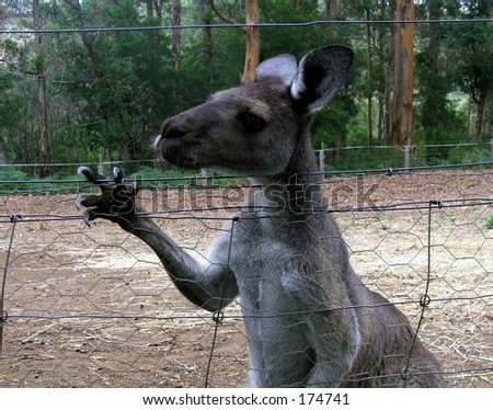 A kangaroo paws at his fence