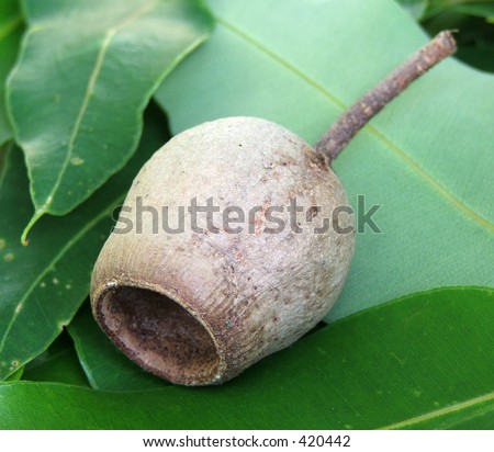 Australian honkey nut on green gum leaves - icons/symbols of Australia
