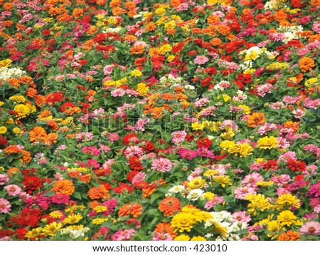 Lots of flowers fill the image - all in autumn/fall colors