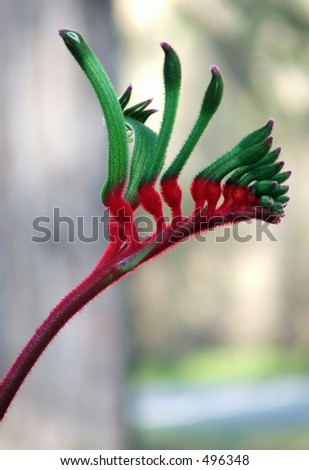 Red and Green Australian Kangaroo Paw - Western Australia\'s floral emblem