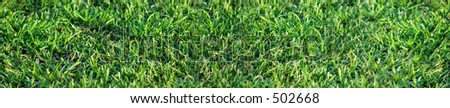Long horizontal strip of green grass - great for website banners