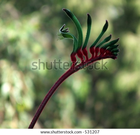Red and Green Australian Kangaroo Paw - Western Australia\'s floral emblem