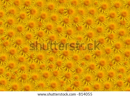 Large yellow flowers fill image