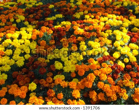 Marigold flowers fill the image
