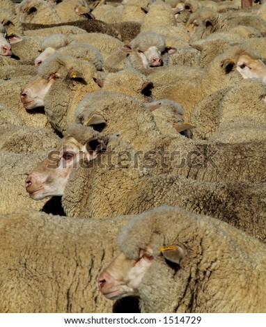 Mob of Merino sheep