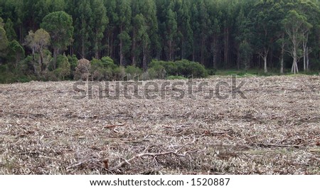 Environmental issue - deforrestation/ replantation - Paddock after tree plantation has been cleared