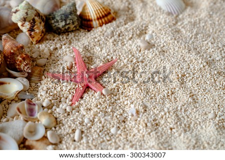 Sea shells on the sand. Postcard with copyspace. Space for text at the right