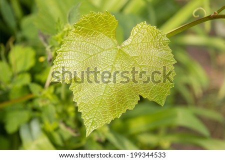 Grape leaf