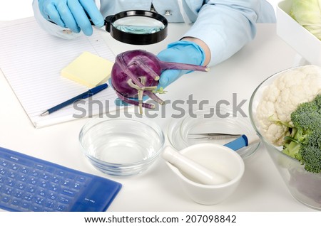 Expert hands inspecting a red kohlrabi with magnifying glass in quality control laboratory