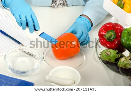 Quality control expert hands cutting orange bell pepper in laboratory