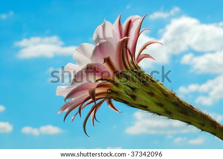Echinopsis eyriesii, home cactus flower closeup