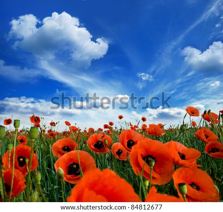 poppies blooming in the wild meadow high in the mountains