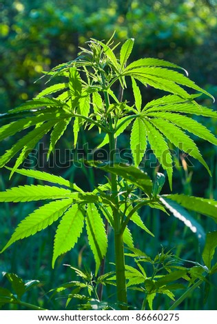 Fresh shoots of wild hemp in natural conditions