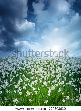 daffodils platanoides in natural conditions. narcissus clearing in Zakarpattia , Ukraine