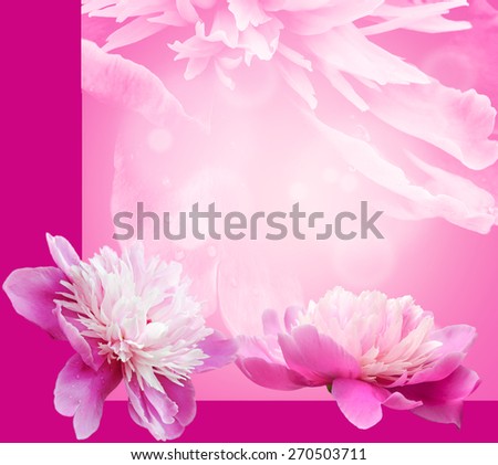 Beautiful Pink Peony in a garden. Shallow dept of field for soft, artistic look.
