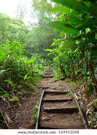 step path up Mountain surrounded with banana trees, grass, bushes, and other trees on Tantalus Mountain on Oahu, Hawaii.