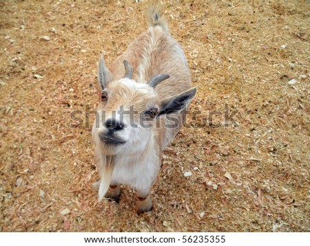 Baby billy Goat with horns and a goatee looks up at the camera Petting Zoo.