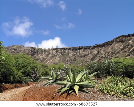 Desert plants on display in Kokohead Crater Botanical Garden Oahu, Hawaii.