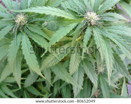Small Budding medical marijuana plant on display.