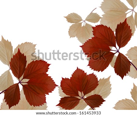 garden leaves on white background