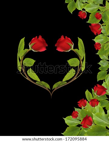 valentine card flower rose  on  black background