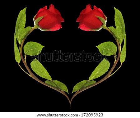 valentine card flower rose  on  black background