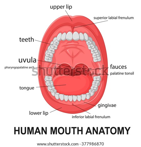 Human Mouth Anatomy, Open Mouth With Explaining Stock Photo 377986870