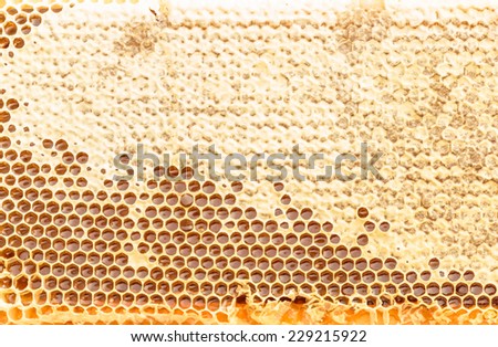 A fresh gold honey and wax textured background