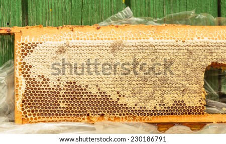 Gold color fresh flower honey in a honeycomb