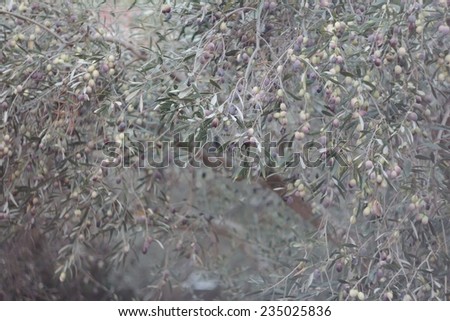 Background of warm colors evergreen olive tree grove