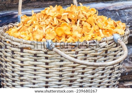 Willow basket of mushrooms on an old log background