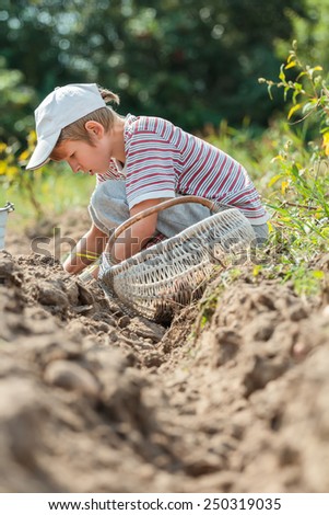 Teenage farmer at root vegetables and potatoes harvesting