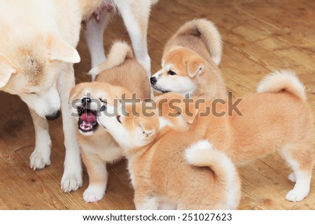 Japanese akita-inu breed dog happy family indoor