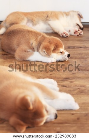 Tree Japanese akita-inu breed sleeping puppies on a wooden floor