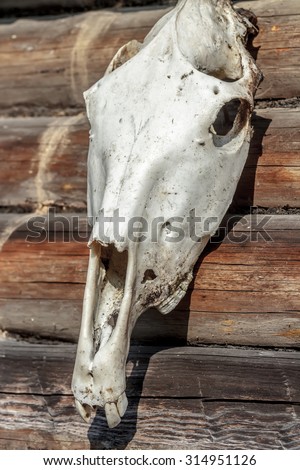 Weathered white horse skull on old timber wall as Halloween decoration
