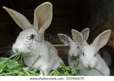 Group of fur domestic rabbits are eating fresh grass in hutch on farm