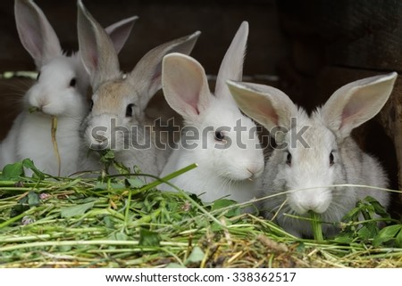 Group of cute domesticated rabbits being raised in farm outdoor hutch