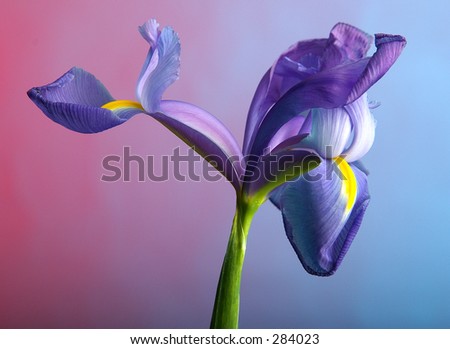 Japanese Iris with purple and blue background