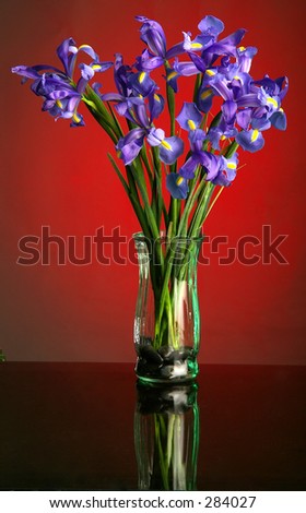 Iris In Vase