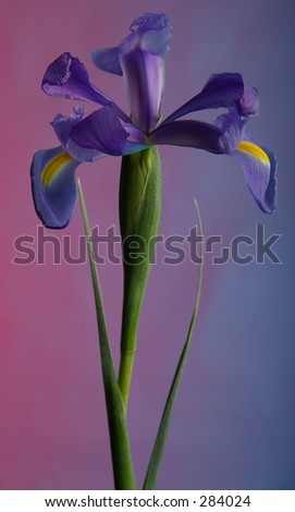 Vertical Japanese Iris with purple and blue background