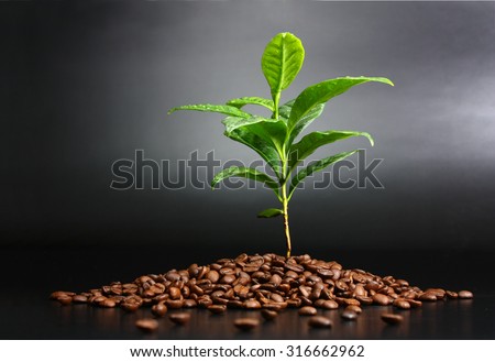 Coffee plant planted in coffee beans