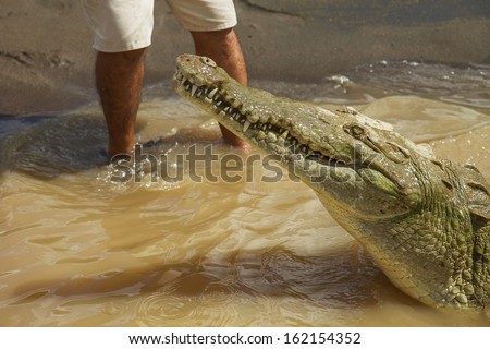 Detail of crocodile with human legs in  the background. Interaction between wild and dangerous animal and human.